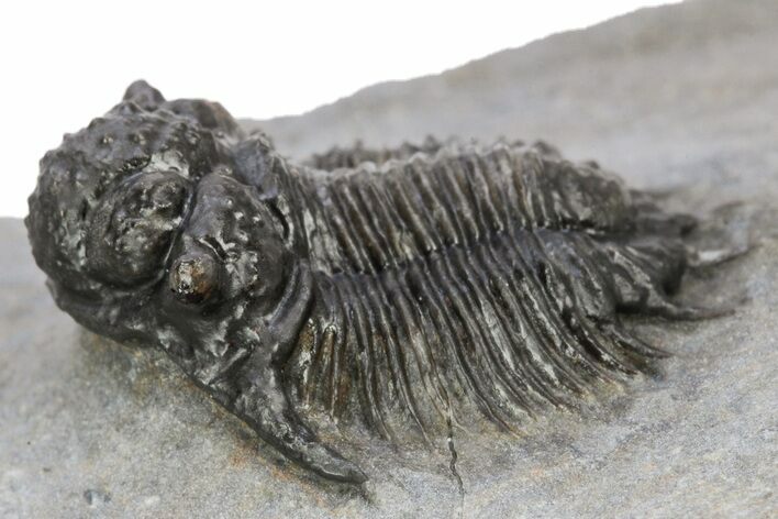 Lichid (Acanthopyge) Trilobite - Issoumour, Morocco #241497